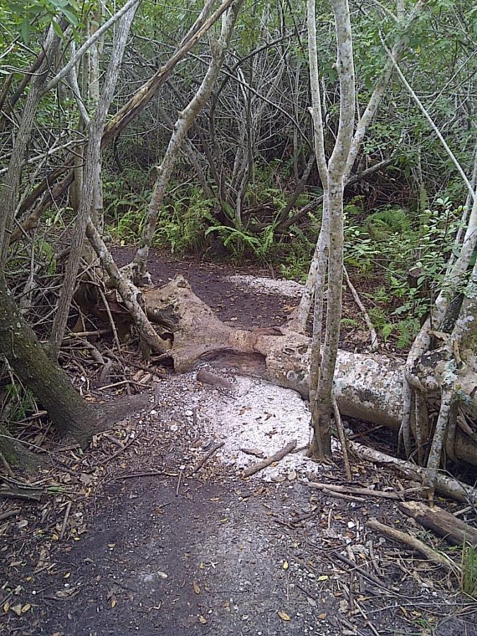 A narrow dirt path leading through a dense thicket of trees and shrubs, with a fallen tree trunk creating a natural bridge across the trail. The ground is covered in leaf litter and patches of white material, possibly remnants of decayed vegetation. Green ferns and other undergrowth thrive in the surrounding area. West Delray Regional Park mountain bike trail.