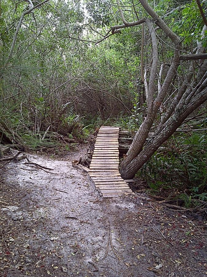 A narrow wooden bridge crossing a small clearing surrounded by dense green vegetation and trees in a natural setting. West Delray Regional Park mountain bike trail.