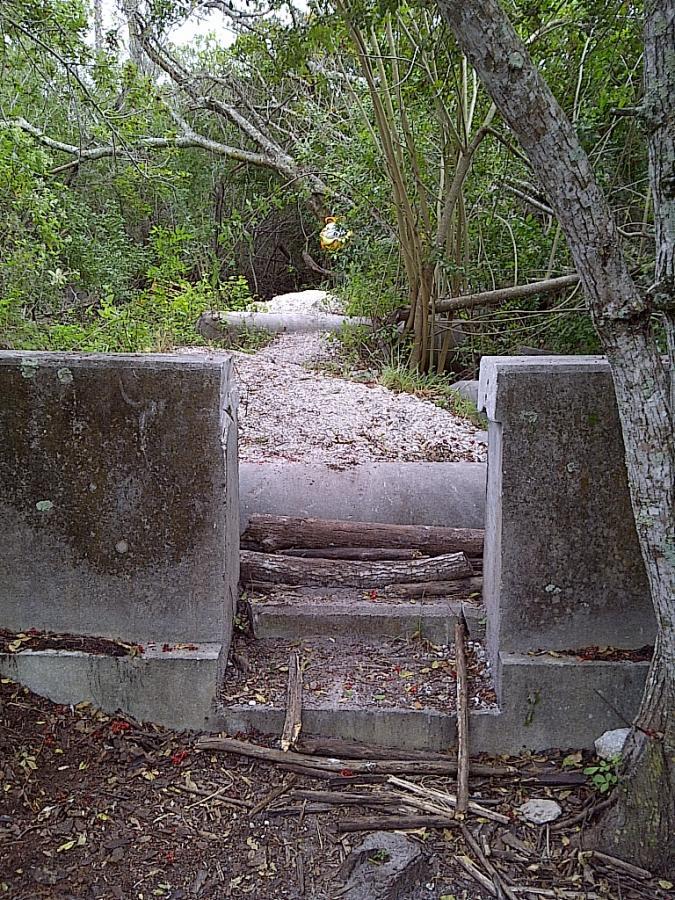 A narrow dirt path leads through a green, overgrown area with trees on either side. In the foreground, there is a concrete structure with two stone walls creating an opening. A few logs and sticks are arranged at the base, providing a makeshift step over the space below, which appears to lead further into the foliage. West Delray Regional Park mountain bike trail.