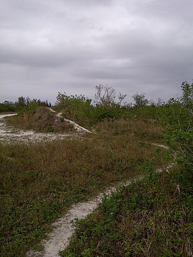 A landscape featuring a winding dirt path through tall grass and shrubs, under a cloudy sky. Sparse vegetation with some low shrubs and a few trees can be seen in the background, creating a natural, untamed environment. West Delray Regional Park mountain bike trail.