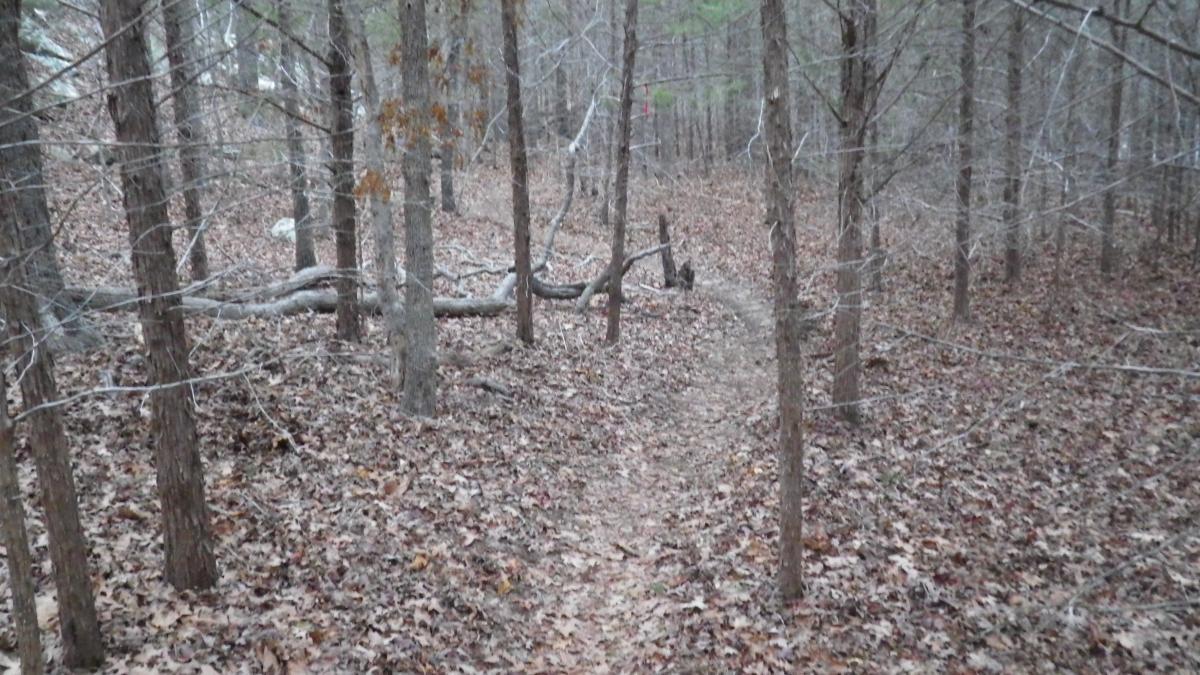 A narrow, winding trail through a forest with tall, bare trees and a carpet of fallen leaves covering the ground. Some branches are visible along the path, and the surrounding foliage appears sparse, suggesting a late autumn scene. Lake Murray State Park mountain bike trail.