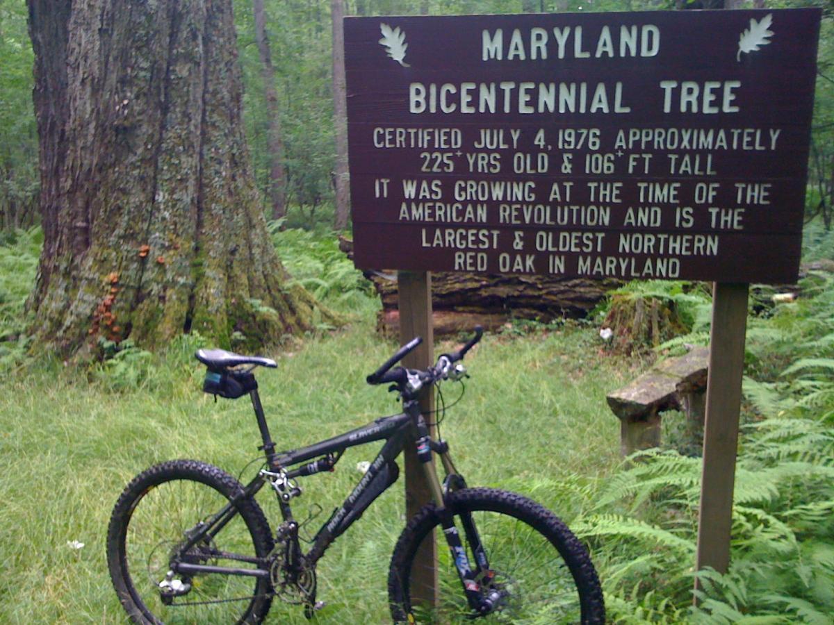 A mountain bike parked in a lush forest area next to a wooden sign that reads "Maryland Bicentennial Tree." The sign details that the tree is approximately 225 years old and 106 feet tall, noting its significance during the American Revolution as the largest and oldest northern red oak in Maryland. The background features tall trees and ferns, emphasizing the natural environment. Herrington Manor To Swallowfalls mountain bike trail.