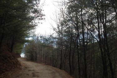 A winding dirt road surrounded by trees, with a mix of evergreen and bare branches, leading into a lightly cloudy sky. Tennessee Divide mountain bike trail.