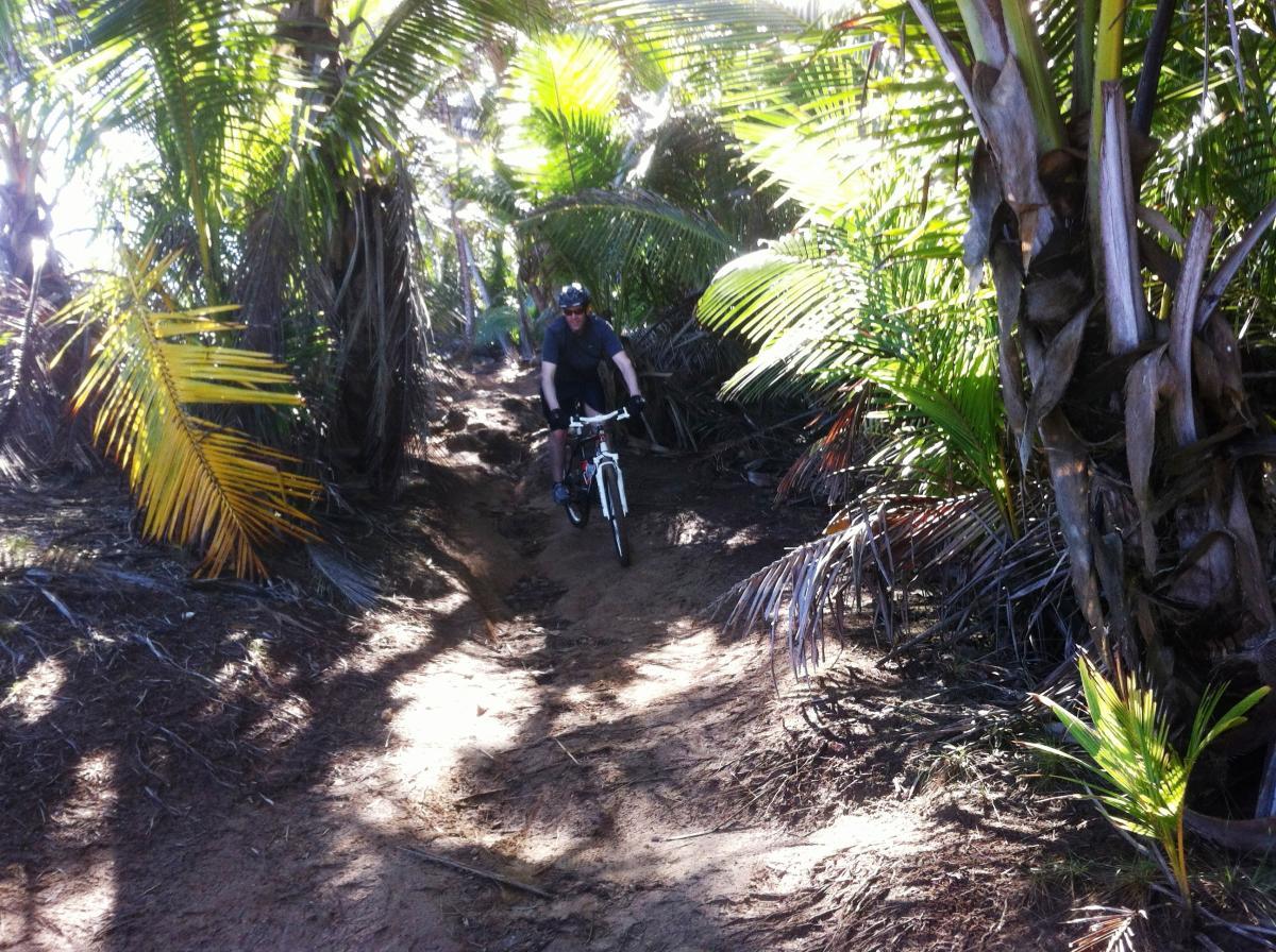 A mountain biker navigates a narrow dirt trail surrounded by lush palm trees in a tropical setting. The sunlight filters through the foliage, highlighting the sandy path as the rider approaches a slight incline. Cerro Gordo Trail mountain bike trail.