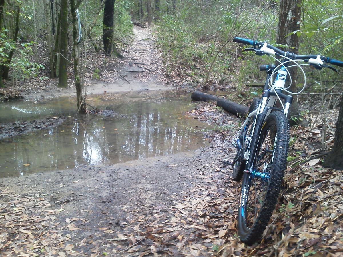 A mountain bike resting on a leaf-covered trail beside a small puddle in a wooded area. The path leads into the forest, surrounded by trees and lush vegetation. L.H. Thomson Trails mountain bike trail.