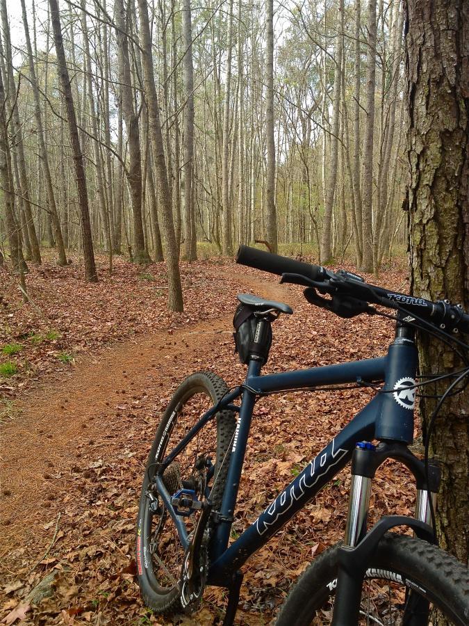 A mountain bike resting against a tree trunk in a forest area, surrounded by bare trees and a path covered in fallen leaves. The scene suggests a tranquil outdoor environment, ideal for biking or exploring nature. San Felasco Hammock Preserve mountain bike trail.
