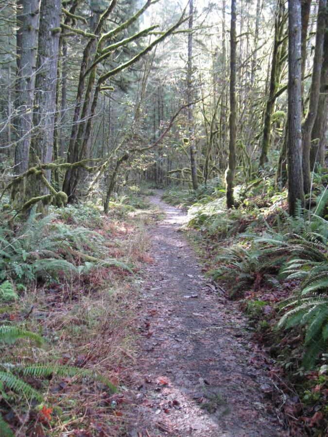 A winding dirt path through a lush forest, flanked by tall trees covered in moss and greenery. Ferns and underbrush line the sides of the trail, with soft, dappled sunlight filtering through the leaves overhead. Hardesty Mountain mountain bike trail.