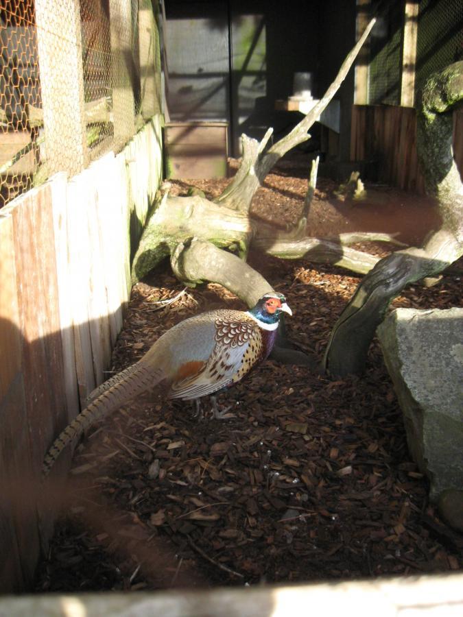 A colorful pheasant standing on dark mulch inside an enclosure, with natural wood features and a shadowy background. Sunlight illuminates the scene, highlighting the bird