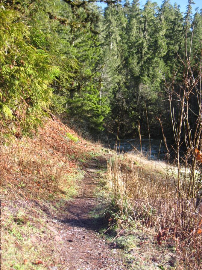 A winding dirt path surrounded by lush greenery and tall trees, leading towards a riverbank. The landscape includes a mixture of foliage, with some patches of dry grass and fallen leaves, under a clear blue sky. Brice Creek mountain bike trail.