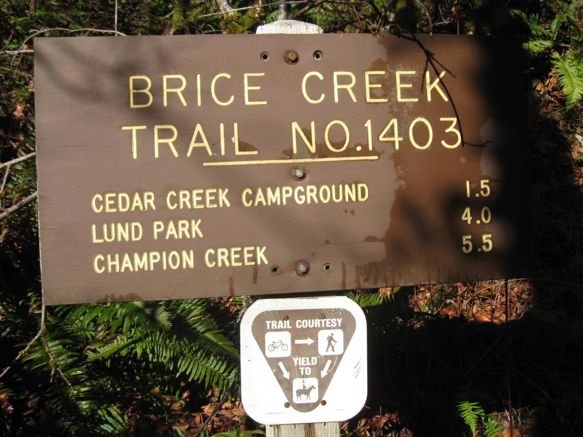 Sign for Brice Creek Trail No. 1403, displaying distances to Cedar Creek Campground (1.5 miles), Lund Park (4.0 miles), and Champion Creek (5.5 miles). The sign also includes trail courtesy information, indicating yields for different types of trail users. Surrounding vegetation is visible. Brice Creek mountain bike trail.
