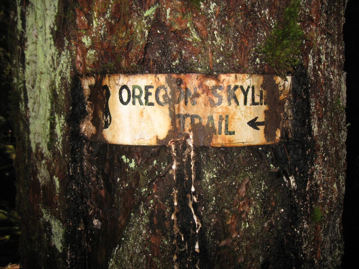 Wooden trail sign attached to a tree trunk indicating the direction of the Oregon Skyline Trail, with the text partially obscured and surrounded by moss and bark. Brice Creek mountain bike trail.