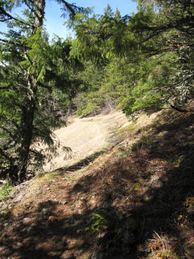 A winding dirt pathway surrounded by dense greenery leads down a sloped forested area. Tall trees frame the scene, with patches of sunlight filtering through the leaves, creating a natural and tranquil atmosphere. The terrain is a mix of bare earth and scattered vegetation, indicating an untouched wilderness. Eula Ridge mountain bike trail.
