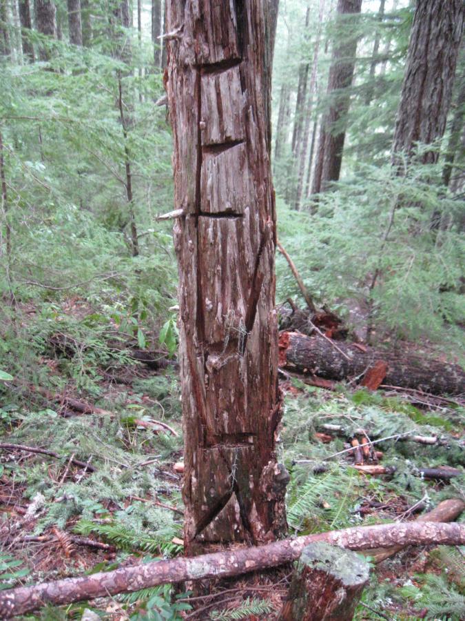 A weathered tree trunk in a dense forest, featuring several carved markings that appear as notches and shapes. Surrounding the tree are fallen branches and lush green foliage, with glimpses of other trees in the background. The atmosphere is calm and natural, indicative of a moist, forested environment. Eula Ridge mountain bike trail.