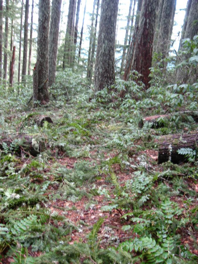 A dense forest scene featuring tall, textured tree trunks surrounded by lush green ferns and foliage. The ground is covered with a mix of fallen leaves and small plants, creating a natural pathway that leads deeper into the woods. Soft, diffused light filters through the trees. Eula Ridge mountain bike trail.