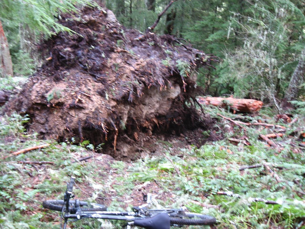 A large uprooted tree with exposed roots in a forest setting, surrounded by fallen branches and underbrush. A bicycle is lying on its side in the foreground. Eula Ridge mountain bike trail.