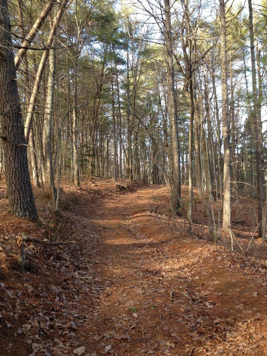 A dirt trail winding through a forest of tall trees, with a mix of evergreen and deciduous foliage. The ground is covered in fallen leaves and earth, illuminated by soft natural light filtering through the branches above. The Bee Trail mountain bike trail.