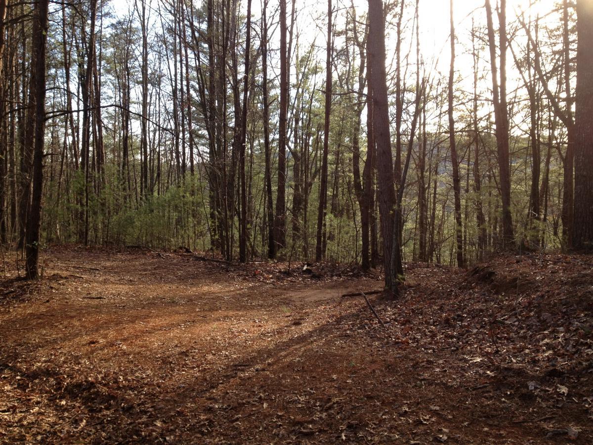 A winding dirt path through a forest, surrounded by tall trees and green foliage, with sunlight filtering through the branches. The ground is covered in fallen leaves, creating a natural, earthy setting. The Bee Trail mountain bike trail.