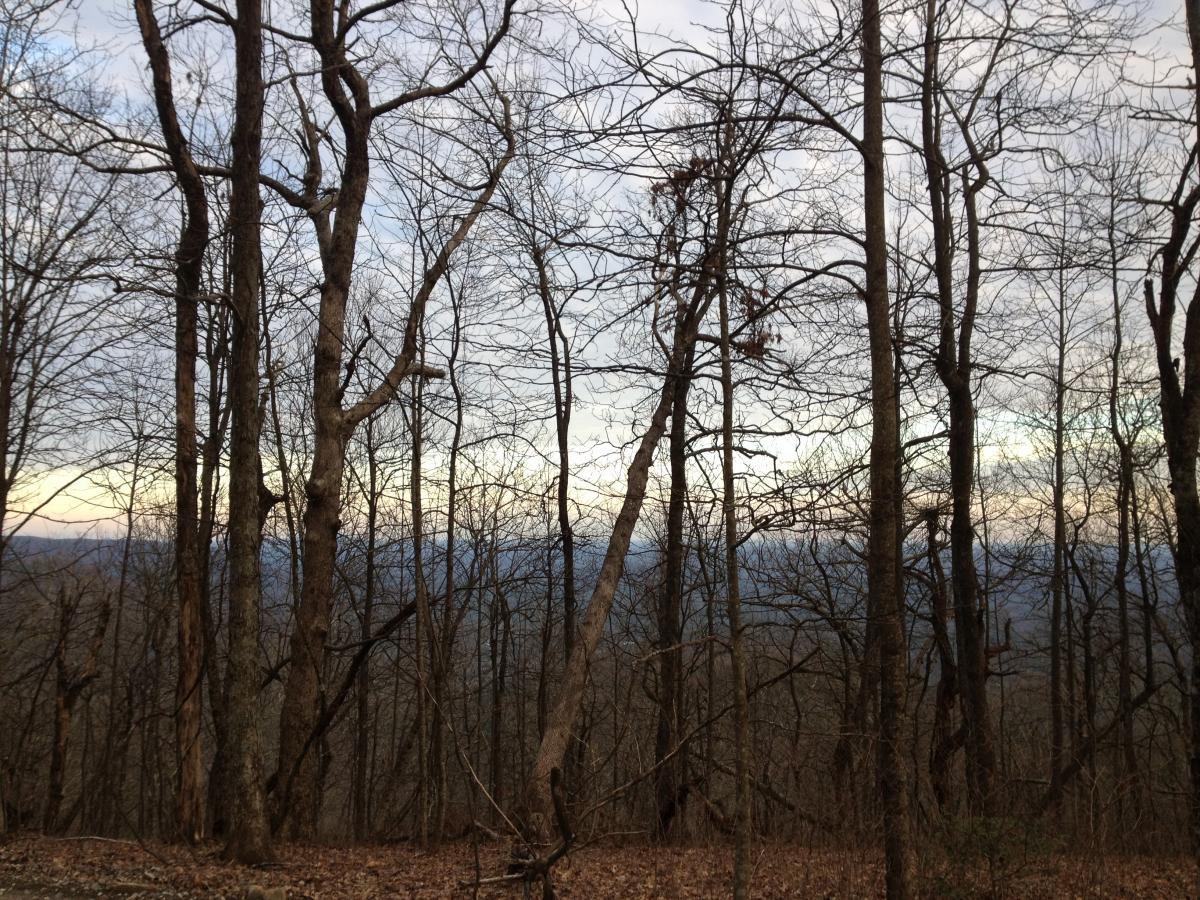 A forest scene featuring bare trees against a cloudy sky, with a view of distant mountains in the background. The ground is covered with fallen leaves. Winding Stairs Loop mountain bike trail.