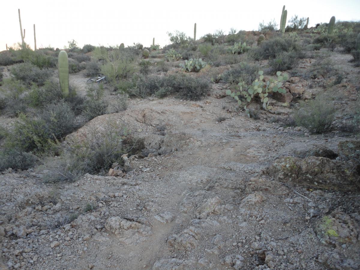 A rocky desert landscape featuring a winding trail surrounded by various desert flora, including cacti and shrubs, under a pale sky. Sweetwater Preserve mountain bike trail.