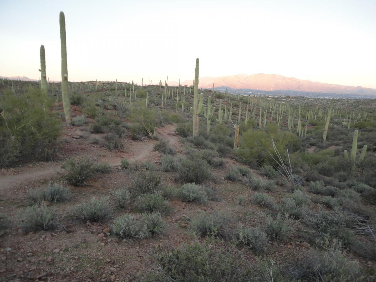 A desert landscape featuring numerous tall saguaro cacti scattered across a rocky terrain, with sparse shrubs and plants. In the background, a mountain range is visible under a clear sky during twilight. A winding dirt path leads through the scene, inviting exploration of the natural surroundings. Sweetwater Preserve mountain bike trail.