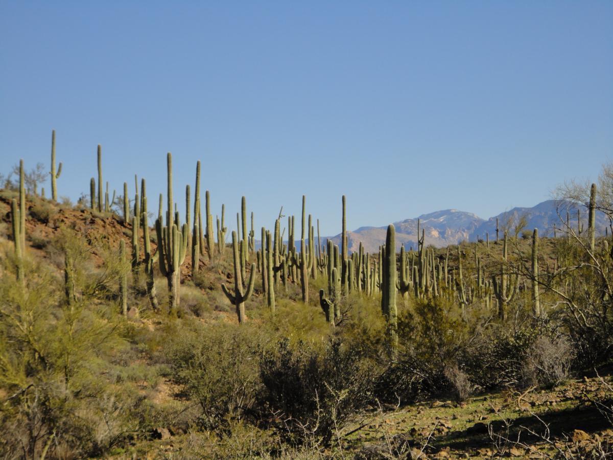 A landscape featuring tall cacti against a clear blue sky, set in a desert environment with rocky terrain and sparse vegetation. In the background, mountains rise, creating a scenic view typical of southwestern deserts. Sweetwater Preserve mountain bike trail.