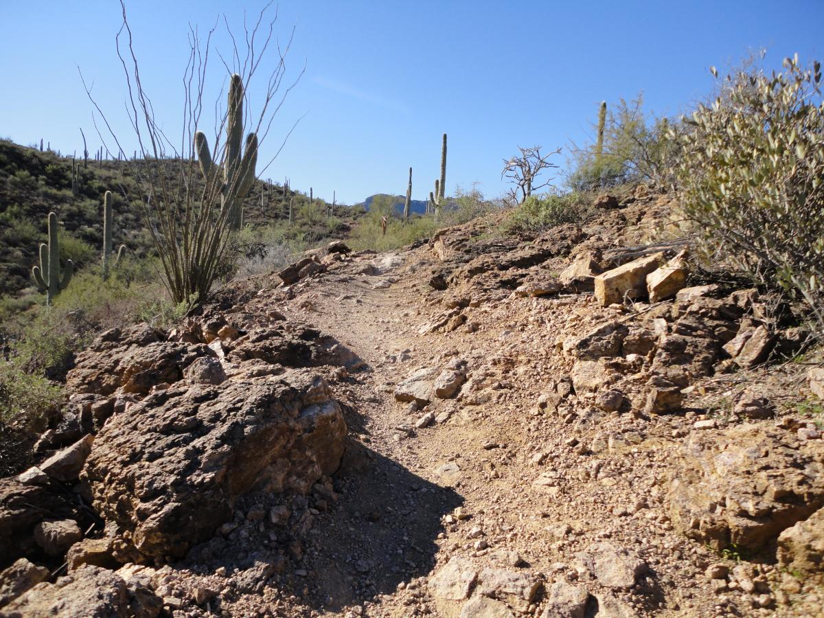 A rocky hiking trail winding through a desert landscape, surrounded by various cacti and shrubs under a clear blue sky. The path is uneven and flanked by large stones, leading towards rolling green hills in the background. Sweetwater Preserve mountain bike trail.