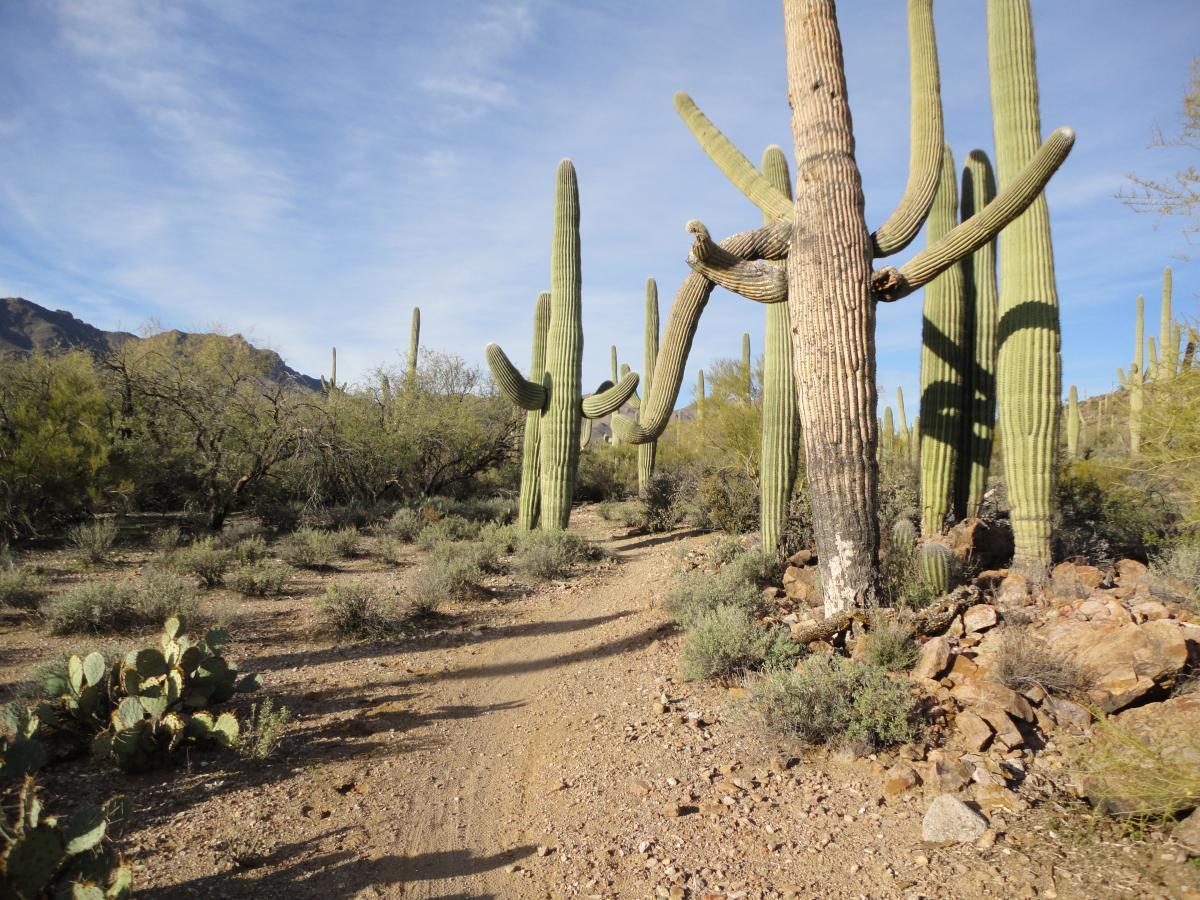 A desert landscape featuring tall saguaro cacti along a sandy trail. The scene includes a variety of vegetation and rocky terrain under a clear blue sky. The cacti display unique, elongated shapes and some have multiple arms extending outward. Sweetwater Preserve mountain bike trail.