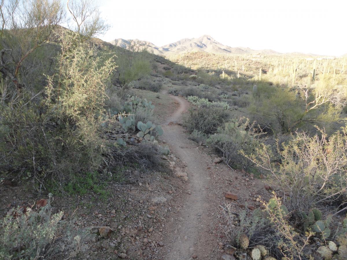 A winding dirt path leads through a desert landscape, surrounded by various cacti and sparse vegetation. The mountains are visible in the background under a clear sky, suggesting a serene outdoor setting ideal for hiking or exploring nature. Sweetwater Preserve mountain bike trail.