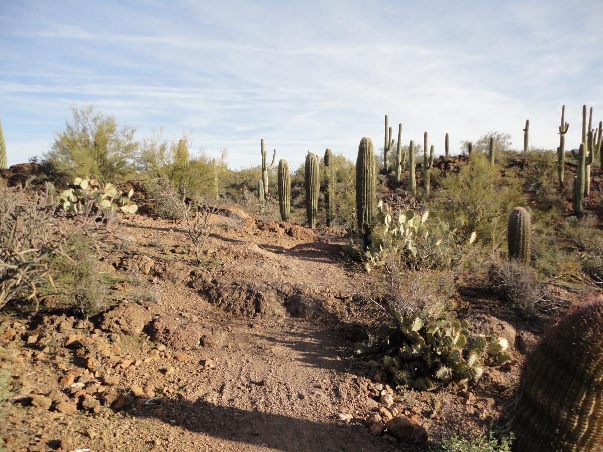A rocky desert landscape featuring a winding dirt trail surrounded by various cacti and desert vegetation under a blue sky with thin clouds. Sweetwater Preserve mountain bike trail.