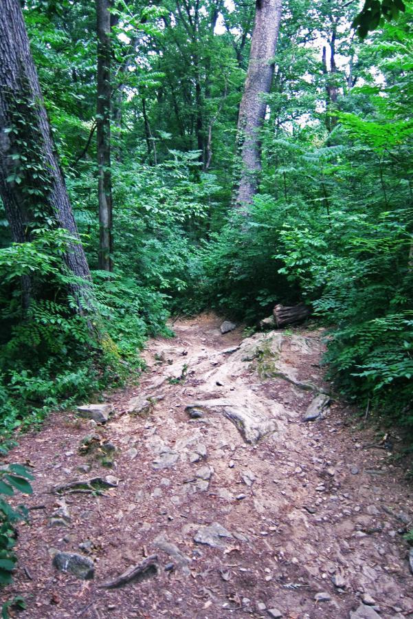 A narrow, rocky trail winding through a lush green forest, surrounded by tall trees and dense foliage. The path is uneven with visible rocks and dirt, inviting hikers into the natural surroundings. Wissahickon Valley Park mountain bike trail.