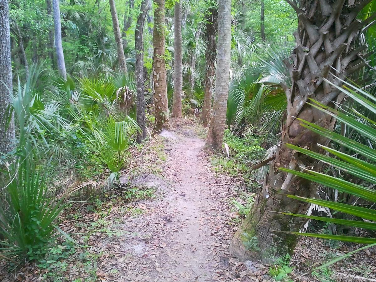 A dirt path winding through a lush, green forest with tall palm trees and underbrush on either side. The scene is tranquil and shaded by the dense foliage above, suggesting a peaceful natural setting ideal for hiking or exploring. Soldier Creek Park mountain bike trail.