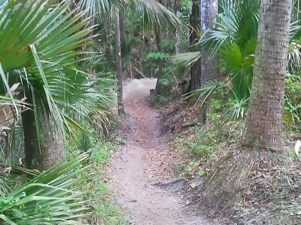 A narrow dirt path winding through a lush green forest, lined with tall palm trees and thick foliage. The scenery is rich in vegetation, creating a peaceful, natural setting. Soldier Creek Park mountain bike trail.