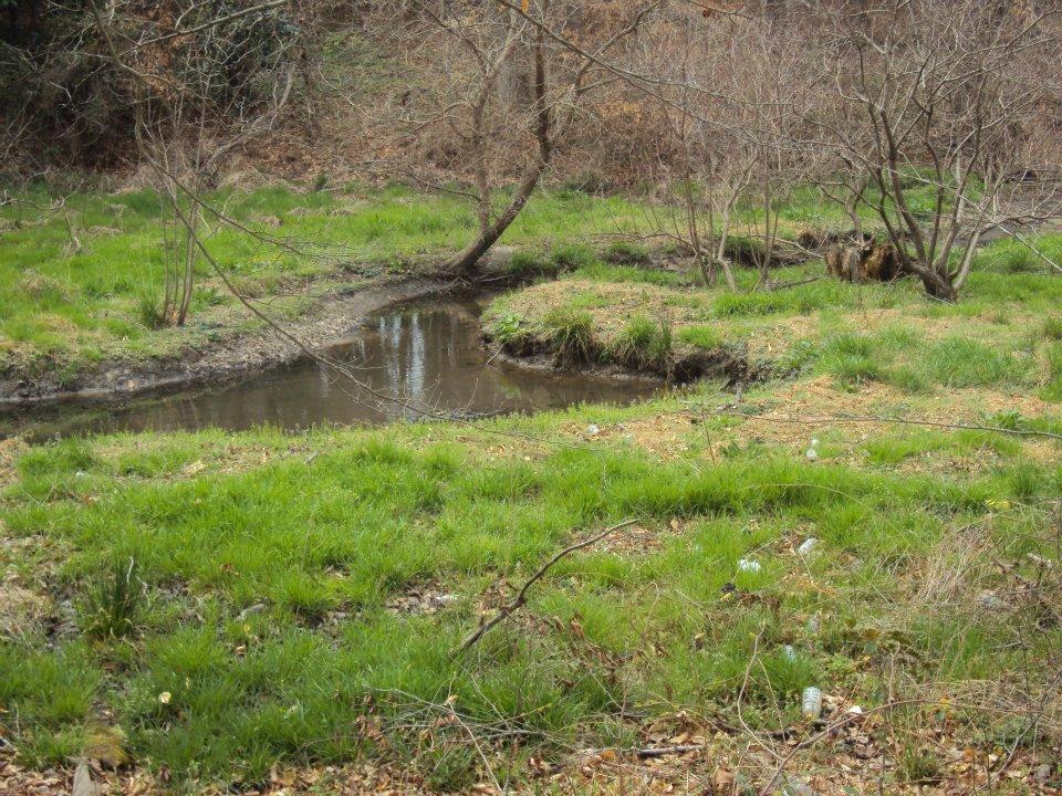 A serene natural landscape featuring a small, meandering stream surrounded by lush green grass and scattered trees, with remnants of autumn foliage in the background. Lake Maury mountain bike trail.