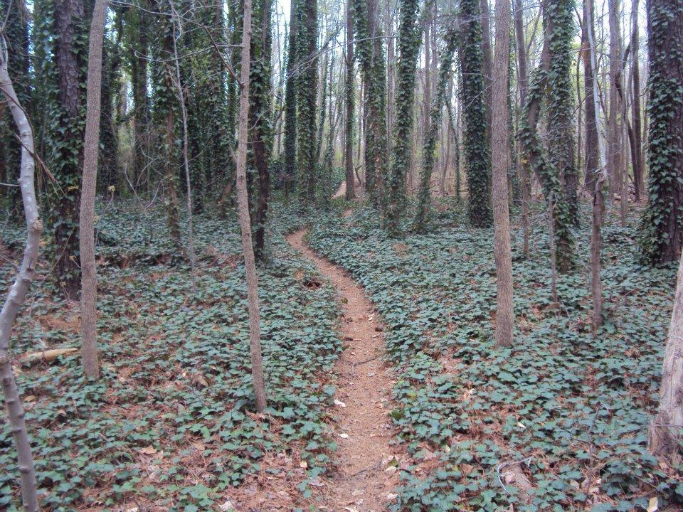 A winding dirt path through a forest filled with tall trees and ground covered in green ivy. The scene conveys a sense of tranquility and nature’s beauty. Lake Maury mountain bike trail.