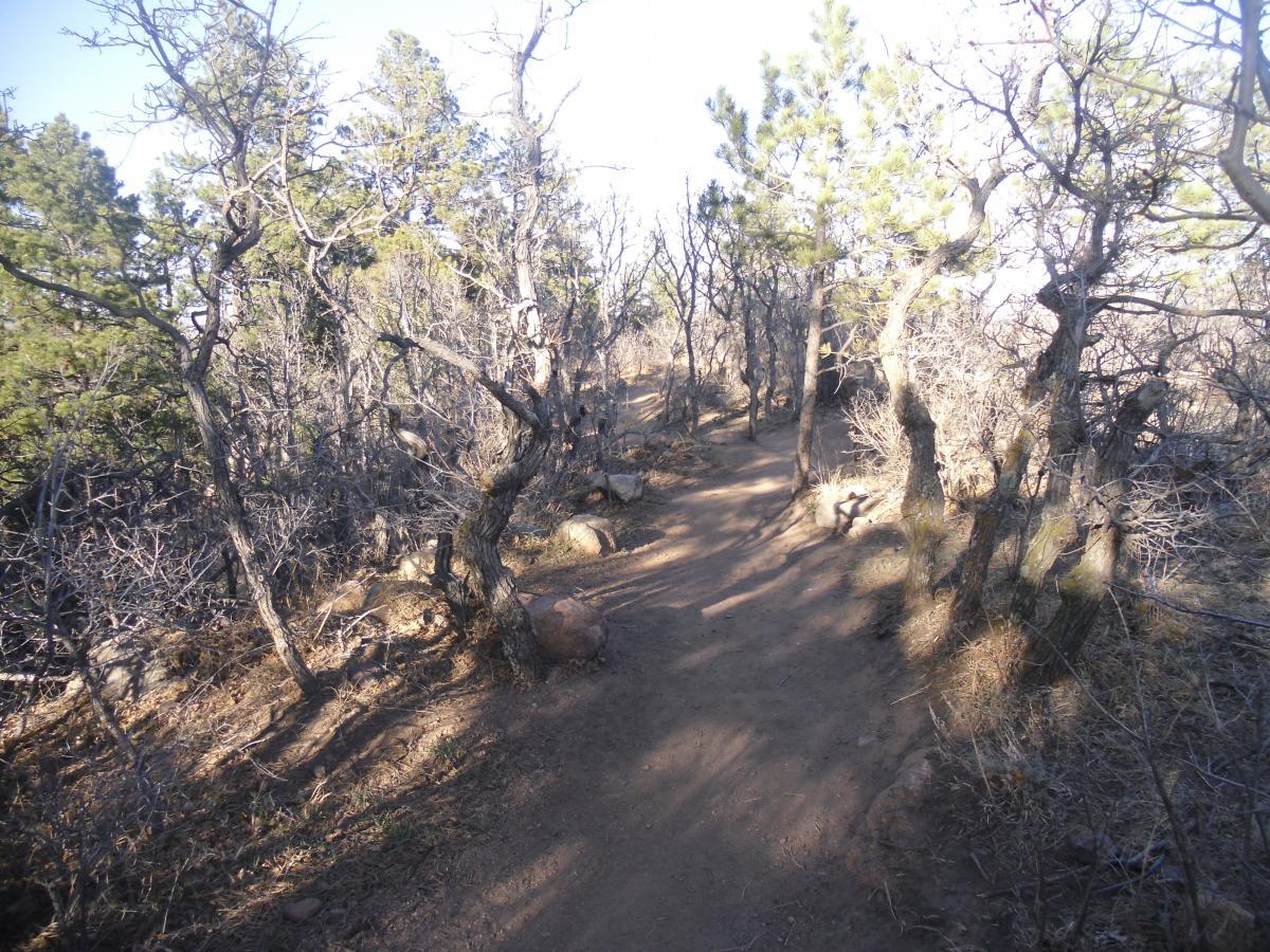 A narrow dirt path winding through a dense, sunlit forest with both leafless and evergreen trees, surrounded by rocky terrain and sparse underbrush. Stratton Open Space / The Chutes mountain bike trail.