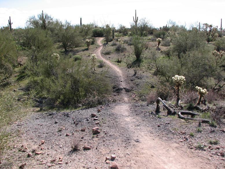 A winding dirt path leads through a desert landscape, surrounded by various desert plants and cacti. The terrain is rocky and sparse, with patches of greenery and scattered shrubs visible in the background under a clear sky. Cloudview mountain bike trail.