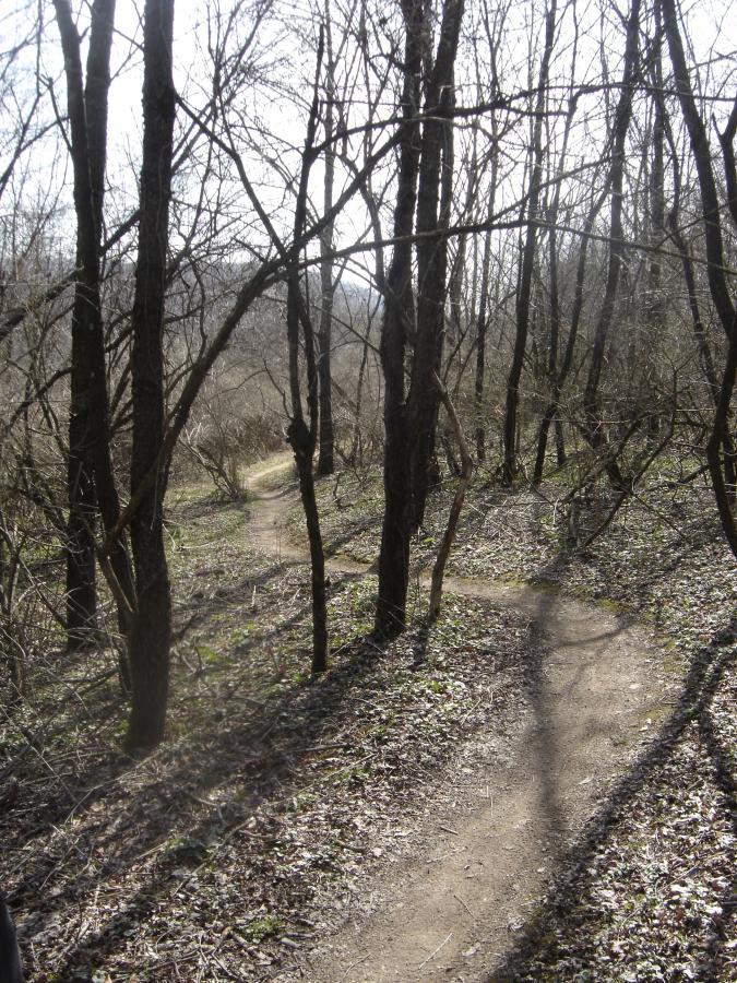 A winding dirt path through a wooded area, surrounded by bare trees and underbrush. Sunlight filters through the branches, creating dappled shadows on the ground. Swatara State Park mountain bike trail.