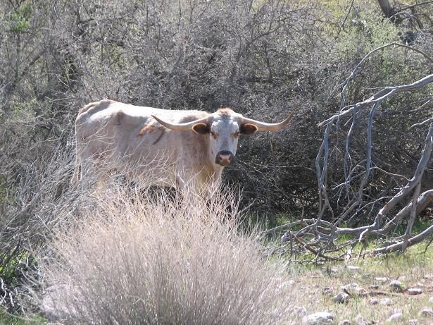 A Longhorn cow standing among sparse bushes and dry grasses, with its large horns and distinctive markings visible. Cloudview mountain bike trail.
