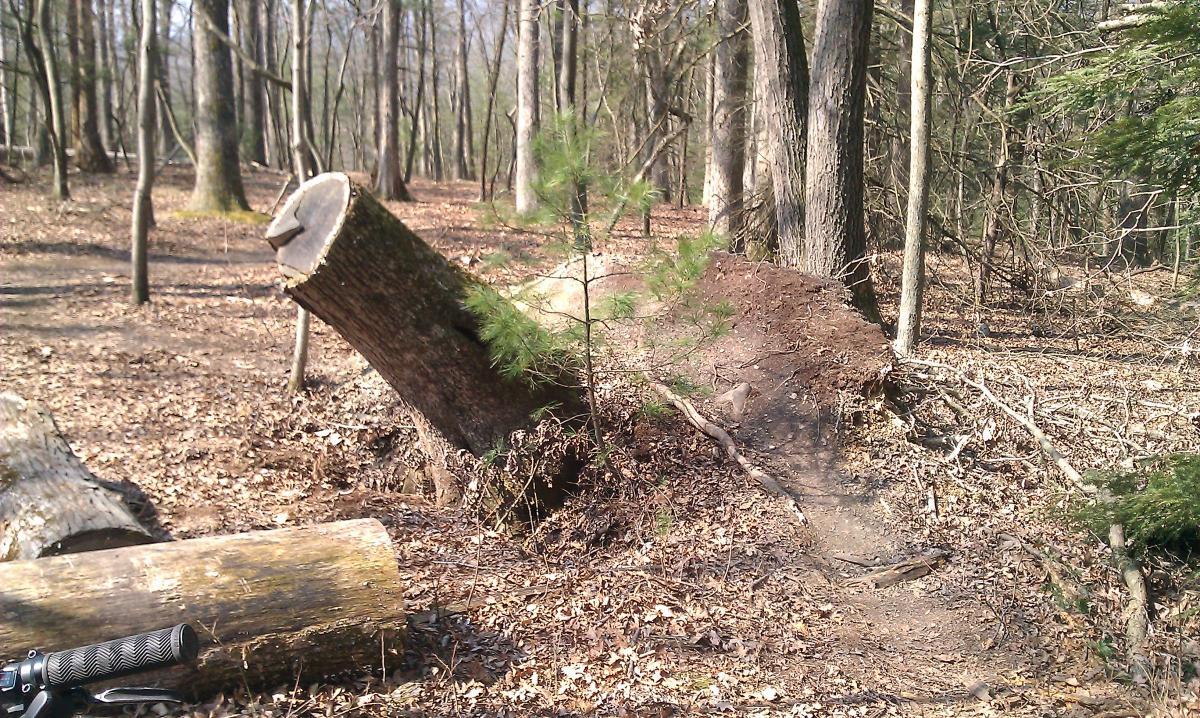 A fallen tree trunk in a wooded area, surrounded by leaf litter and smaller greenery, with a clear path winding through the forest. Swatara State Park mountain bike trail.