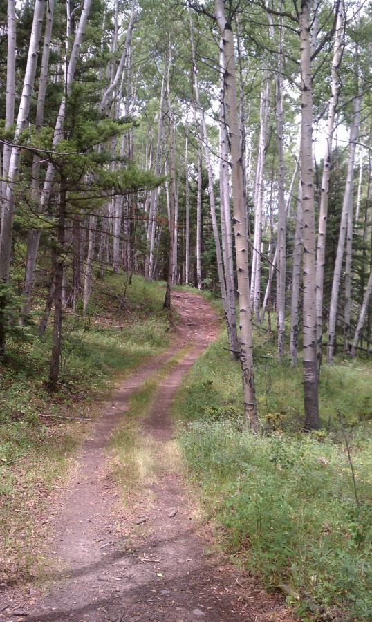 A winding dirt path leads through a forest of tall, slender trees with white bark. Lush green foliage and grass line the sides of the trail, which curves gently into the distance, inviting exploration of the serene natural surroundings. Trout Creek Trail mountain bike trail.