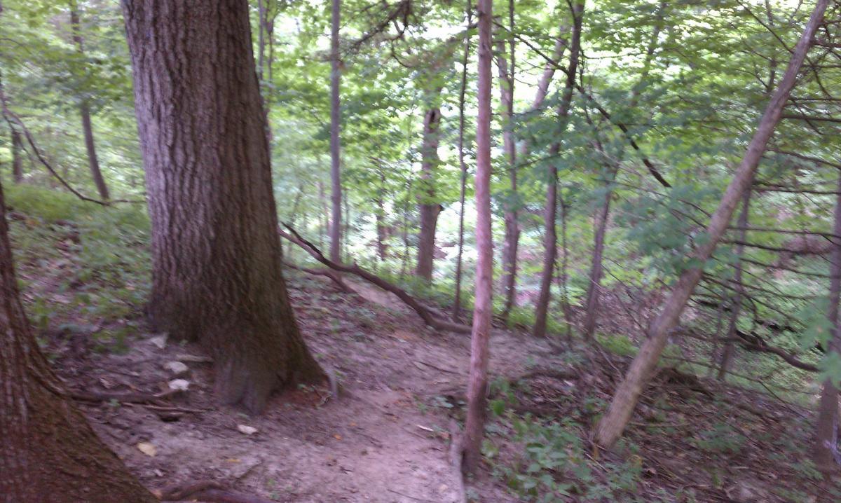 A wooded area with tall trees and underbrush, featuring a narrow, dirt path winding through the forest. The scene is lush and green, conveying a peaceful natural setting. Decorah Mtb Trail System mountain bike trail.