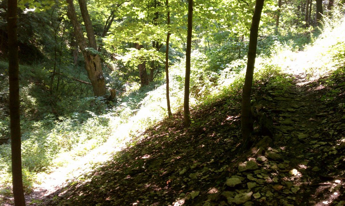 A serene forest scene featuring a narrow dirt path lined with trees and greenery. Sunlight filters through the leaves, creating dappled shadows on the ground. The landscape is lush, with various plants and rocks visible along the path. Decorah Mtb Trail System mountain bike trail.