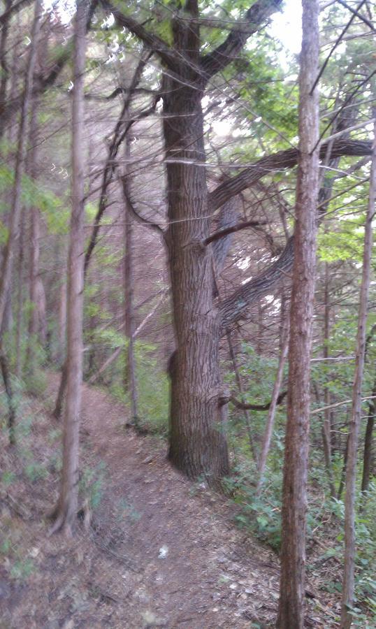 A narrow, winding path surrounded by tall trees and lush greenery in a forest. A large, textured tree trunk stands prominently on the left, while smaller trees and underbrush fill the surrounding area. The lighting suggests a late afternoon ambiance. Decorah Mtb Trail System mountain bike trail.