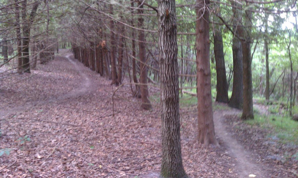 A serene, wooded pathway winding through a forest, surrounded by tall trees and scattered fallen leaves on the ground. The path diverges into two directions, disappearing into the greenery. The scene conveys a peaceful, natural setting. Decorah Mtb Trail System mountain bike trail.