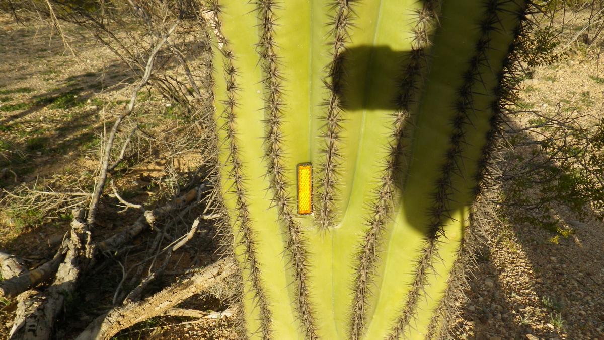 A close-up view of a tall cactus trunk with prominent vertical ribs and sharp spines. An orange reflective marker is attached to the cactus, and a shadow can be seen cast on its surface. The background features dry, sparse vegetation typical of a desert environment. Fantasy Island mountain bike trail.