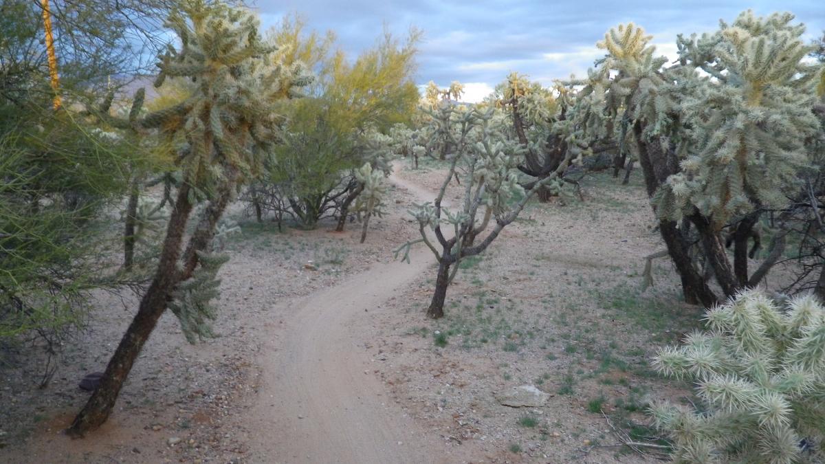 A winding dirt path surrounded by cacti and desert vegetation, with soft, brushy plants and a cloudy sky overhead. Fantasy Island mountain bike trail.