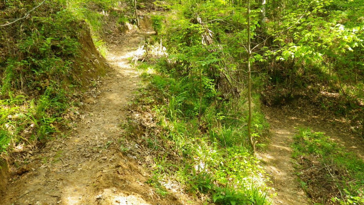A winding dirt path through a lush, green forest, surrounded by tall trees and various foliage, with sunlight filtering through the leaves. The Beast mountain bike trail.