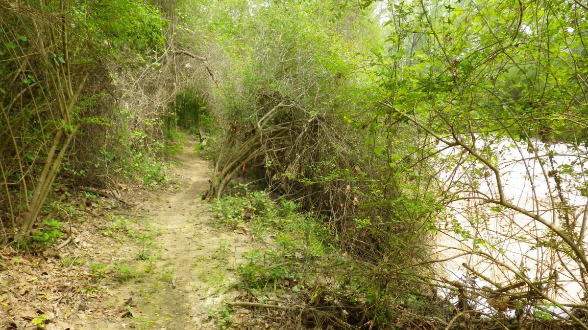 A narrow dirt path winds through dense green and brown vegetation beside a riverbank, with overhanging branches creating a natural archway. The scene is tranquil, showcasing a mix of lush greenery and sparse twigs along the trail. The Beast mountain bike trail.