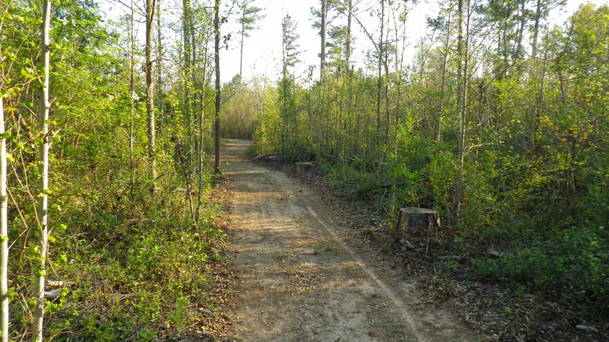 A dirt pathway winding through a lush green forest, lined with young trees and bushes. Sunlight filters through the leaves, creating a serene and inviting atmosphere. The path is slightly worn and surrounded by fallen leaves, suggesting it's well-traveled. Cedar Ridge mountain bike trail.