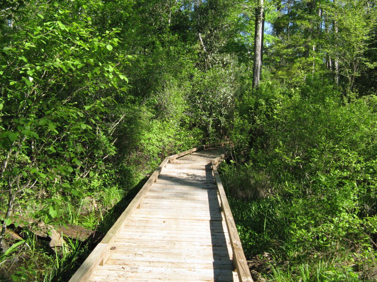 A wooden boardwalk winding through a dense, lush green forest, surrounded by trees and vegetation. The path gently curves and is illuminated by sunlight filtering through the leaves. Kincaid Lakeshore Trail mountain bike trail.